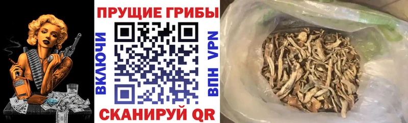 даркнет какой сайт  наркота  Чебаркуль  Галлюциногенные грибы Psilocybine cubensis 